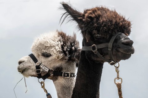 Alpacas (Vicugna pacos), Veneto, Italy