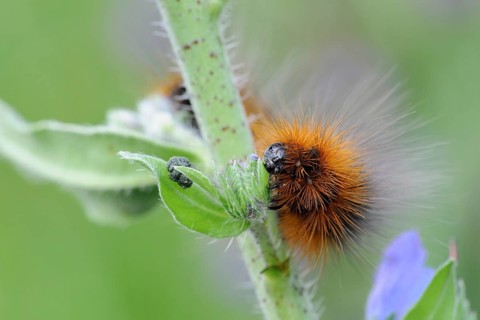 Garden tiger moth (Arctia caja), the caterpillar of the Garden tiger moth, a moth, butterfly of the
