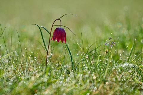 Snake's Head Fritillary or lapwing (Fritillaria meleagris), flower with dew in the dawn light on