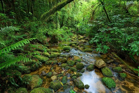 Mossy stream meanders through dense forest, surrounded by lush greenery, Waterfall track, Mclaren