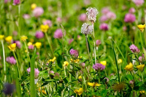 Meadow in spring with clover, May, Germany