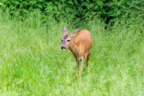 A female roe deer (Capreolus capreolus) crosses a green meadow. Bavaria, Germany