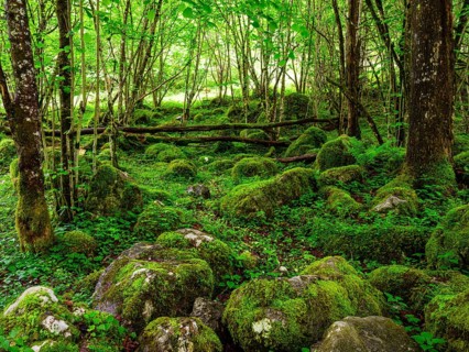 Rocks with moss in the natural forest at Königssee in the Berchtesgaden National Park, Schönau am