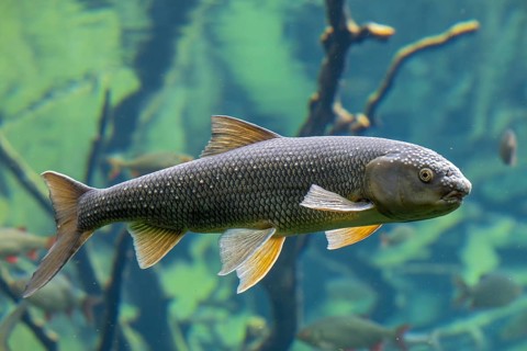 Frauennerfling (Rutilus pigus), with spawning rash, Alpine Zoo, Innsbruck, Tyrol, Austria