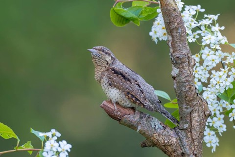 Eurasian wryneck (Jynx torquilia), Limbach, Burgenland, Austria