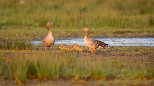 Greylag Goose (Anser anser) pair with chicks, Lower Saxony, Germany