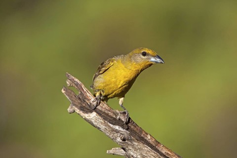 Hepatic Tanager Piranga hepatica Santa Rita Mountains, Santa Cruz County, Arizona, United States 16