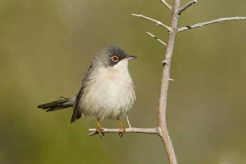 Menetries's Warbler (Sylvia mystacea), Oman