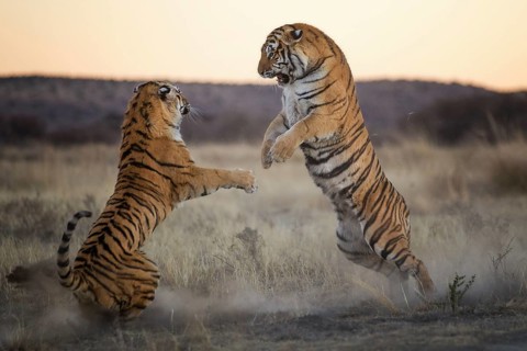Bengal Tiger (Panthera tigris) two females fighting, captive, Philippolis, South Africa