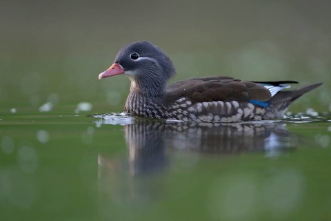Mandarin Duck (Aix galericulata) female, North Rhine-Westphalia, Germany