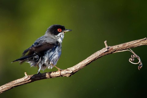 Sardinian Warbler (Sylvia melanocephala) male, Alicante, Spain