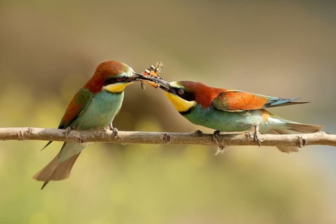 European Bee-eater (Merops apiaster) pair displaying, Piedmont, Italy