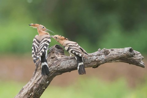 Eurasian Hoopoe (Upupa epops) fighting for perch, Aosta Valley, Italy