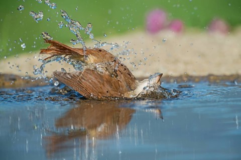 Common Nightingale (Luscinia megarhynchos) bathing in waterhole, Aosta Valley, Italy