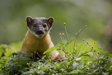 Yellow-throated Marten (Martes flavigula) portrait in blooming forest, Mae Wong National Park,