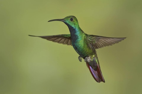 Green-breasted Mango (Anthracothorax prevostii) flying and feeding at a flower in Costa Rica