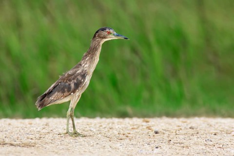 Black-crowned Night Heron (Nycticorax nycticorax) juvenile, Texas, USA