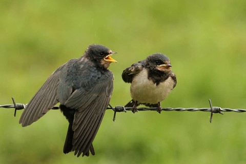 Barn Swallow (Hirundo rustica) juvenile, Lower Saxony, Germany