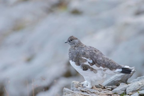 Rock Ptarmigan (Lagopus muta) female, Appenzell Outer-Rhodes, Switzerland
