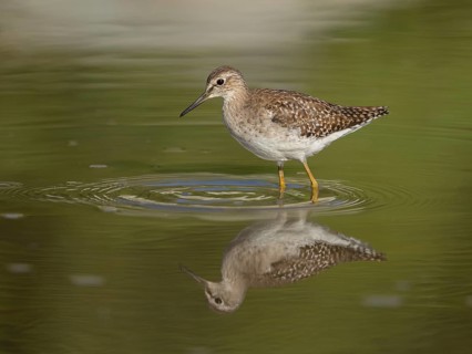 Wood Sandpiper (Tringa glareola), Gambia