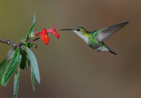 Purple-crowned Woodnymph (Thalurania colombica) at Laguna Lagarto Lodge near Boca Tapada, Costa