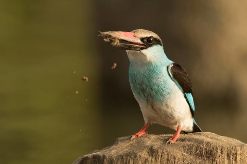 Blue-breasted Kingfisher (Halcyon malimbica), Gambia