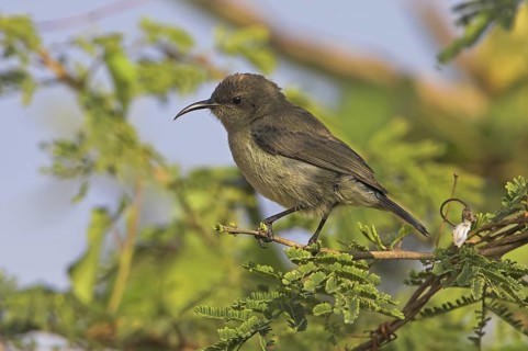 Shining Sunbird (Cinnyris habessinicus) female, Oman