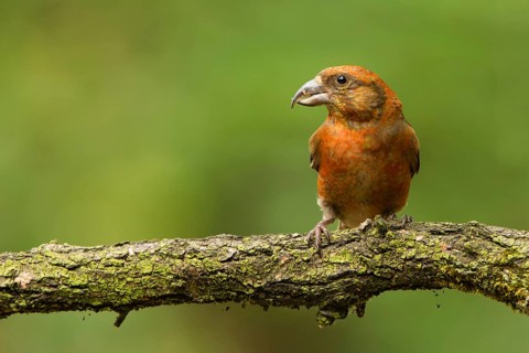 Red Crossbill (Loxia curvirostra) male, Utrecht, Netherlands