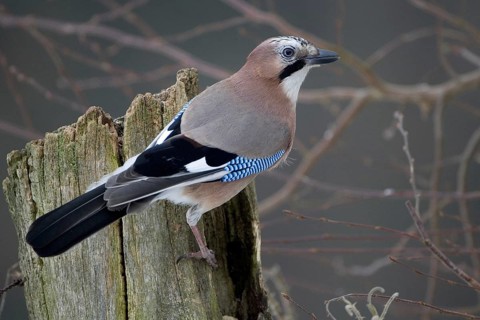 Eurasian Jay (Garrulus glandarius), Lower Saxony, Germany