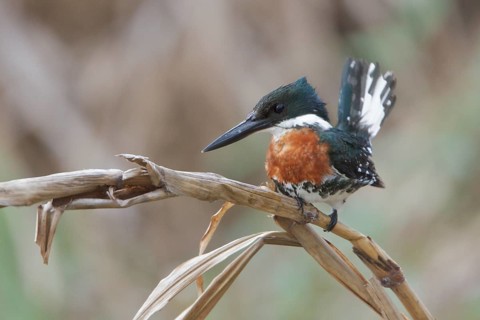 Green Kingfisher (Chloroceryle americana) perched on a branch in Costa Rica, Central America
