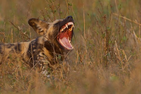 Afrikanischer Wildhund, Lycaon pictus, African wild dog, African hunting dog, Cape hunting dog,
