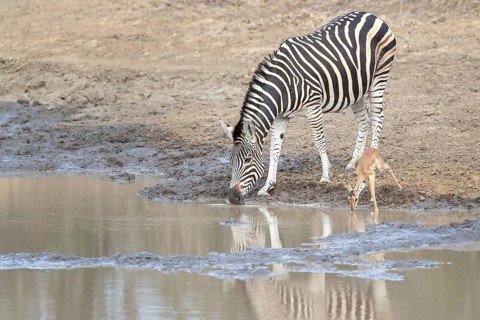 Burchell's Zebra (Equus quagga burchelli) drinking at waterhole together with young Common Impala