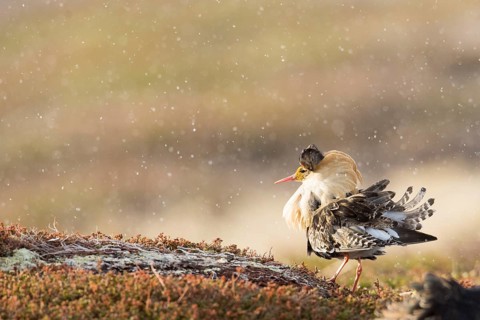 Ruff (Calidris pugnax) male displaying, Finnmark, Norway