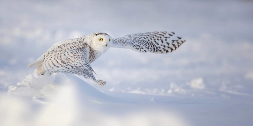 Snowy Owl (Bubo scandiacus) female flying, Quebec, Canada