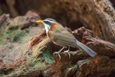 White-browed Scimitar Babbler (Pomatorhinus schisticeps) perched on the ground, Bidoup National