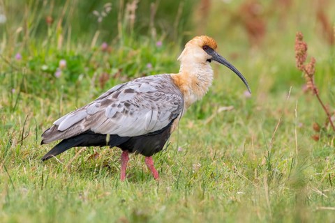 Black-faced Ibis (Theristicus melanopis) walking in marshland, San Martin, Argentina