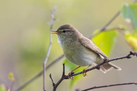 Willow Warbler (Phylloscopus trochilus) male singing from a branch, North-Rhine-Westphalia, Germany