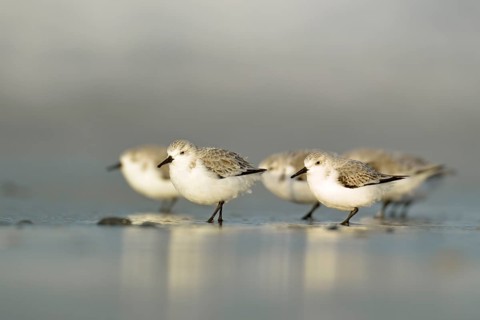 Sanderling (Calidris alba), Schleswig-Holstein, Germany