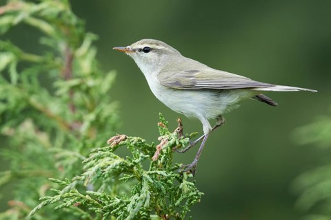 (Western) Greenish Warbler - Grünlaubsänger - Phylloscopus trochiloides ssp. viridianus, Kyrgyzstan