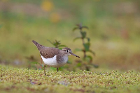 Common Sandpiper (Actitis hypoleucos) foraging, North Rhine-Westphalia, Germany