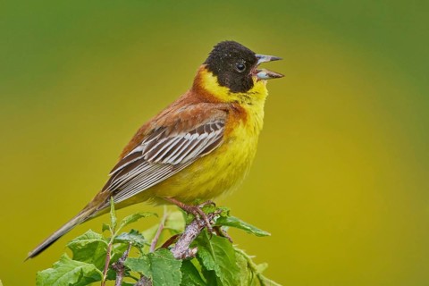 Black-headed Bunting (Emberiza melanocephala) male singing, Armenia