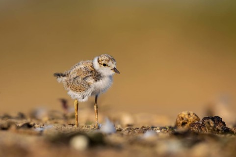 Little Ringed Plover (Charadrius dubius) chick, North Rhine-Westphalia, Germany