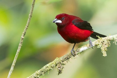 Crimson-backed Tanager (Ramphocelus dimidiatus) perched on a branch in Panama