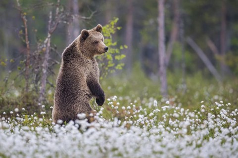 Eurasian Brown Bear (Ursus arctos) standing in white cottongrass, Finland