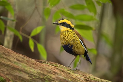 Bornean Banded Pitta (Hydrornis schwaneri) young male perched on a log, Sabah, Malaysia