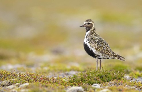 European Golden Plover (Pluvialis apricaria) perched on the ground, Iceland