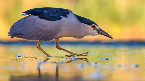 Black-crowned Night Heron (Nycticorax nycticorax) foraging, Hungary