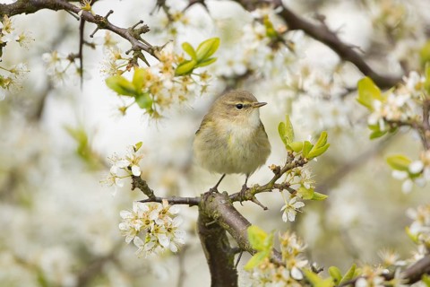 Common Chiffchaff (Phylloscopus collybita) perched on flowering Blackthorn (Prunus spinosa),
