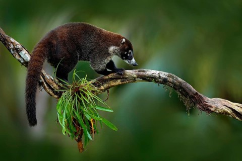 Raccoon, Procyon lotor, on the tree in National Park Manuel Antonio, Costa Rica. Animal in the