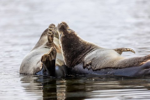 Two harbour seals (Phoca vitulina) lying on stones in the water, Mammals (Mammalia),